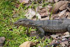Varanus salvator macromaculatus