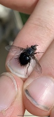 Tachininae