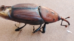 Rhynchophorus ferrugineus