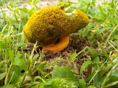 Hortiboletus rubellus
