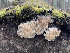 Radulomyces