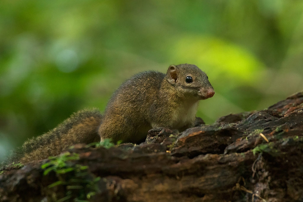 Shrew-Faced Squirrel
