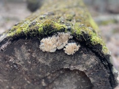 Radulomyces