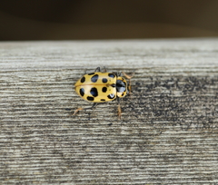 Hippodamia tredecimpunctata