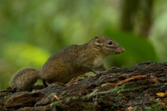 Rhinosciurus laticaudatus