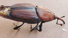 Rhynchophorus ferrugineus
