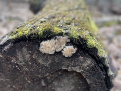 Radulomyces