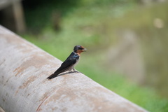 Hirundo tahitica