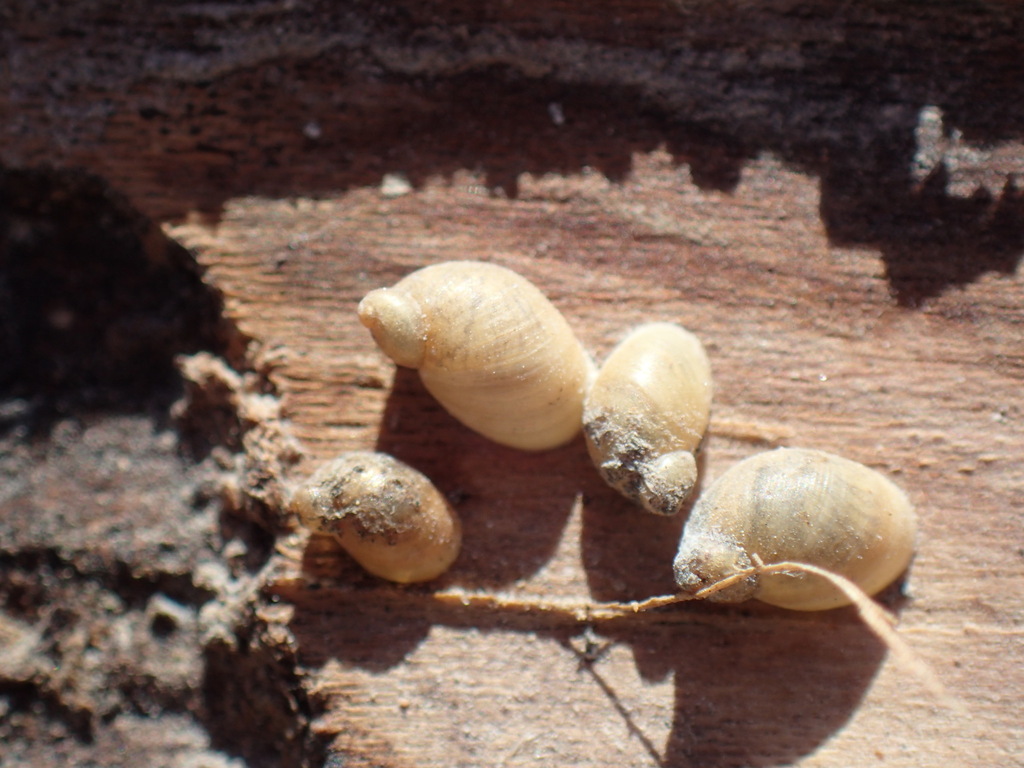 Succinea striata