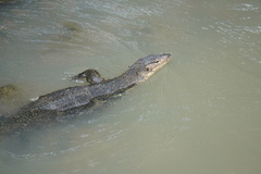 Varanus salvator macromaculatus