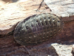 Derocalymma