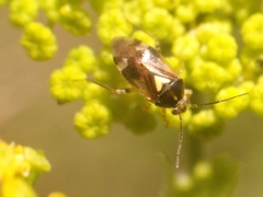 Orthops basalis