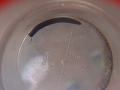 Ommatoiulus moreleti