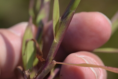 Digitaria ischaemum