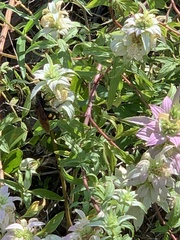 Pygodasis quadrimaculata