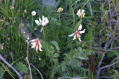 Trifolium polyphyllum