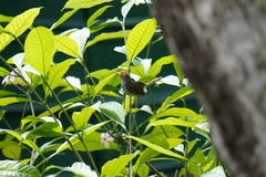 Orthotomus ruficeps