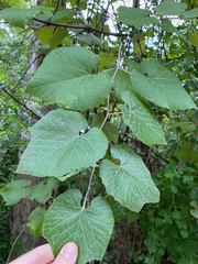 Vitis cinerea