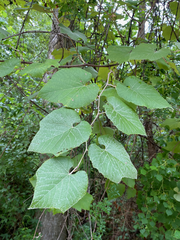 Vitis cinerea