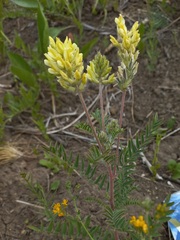 Oxytropis pilosa