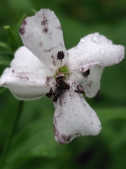 Microbotryum saponariae