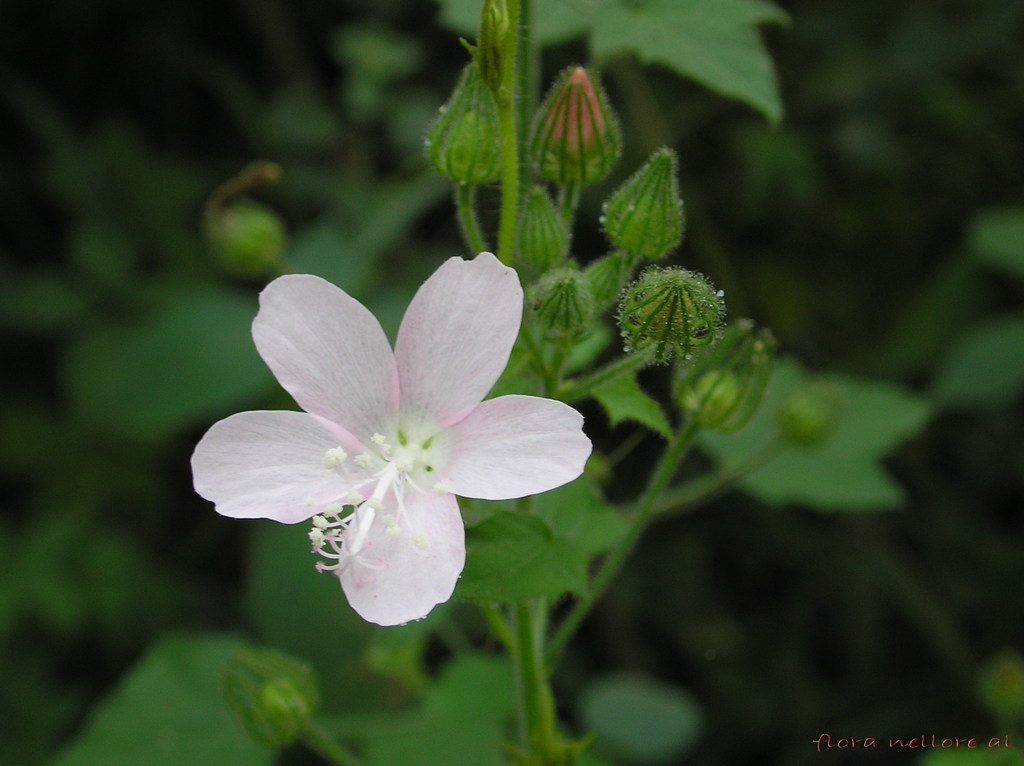 Fragrant Swamp Mallow