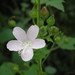 Pavonia odorata - Photo (c) Lalithamba, algunos derechos reservados (CC BY)
