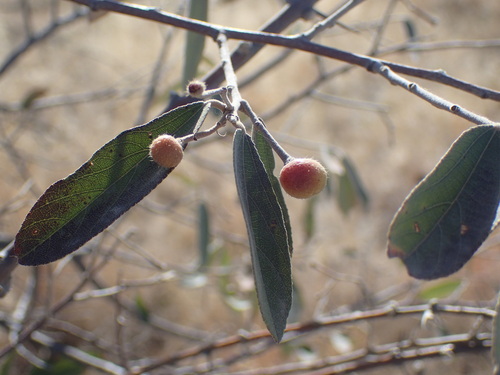 Grewia bicolor