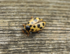 Hippodamia tredecimpunctata