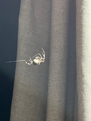 Neoscona domiciliorum