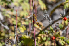 Sympetrum danae