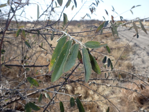 Grewia bicolor, photograph 1