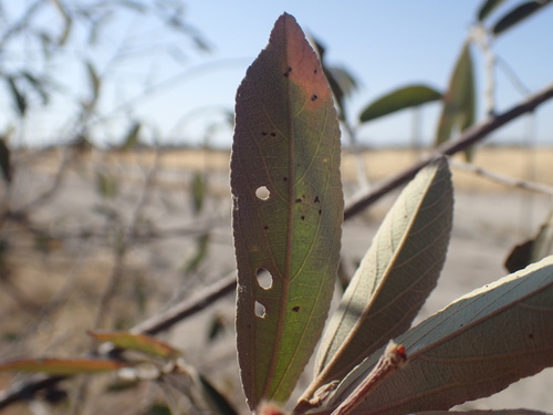 Grewia bicolor, photograph 2