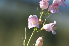 Penstemon palmeri