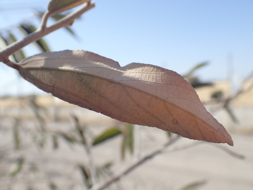 Grewia bicolor, photograph 3