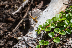 Sympetrum danae