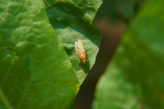 Chyromyidae