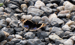 Junonia orithya wallacei