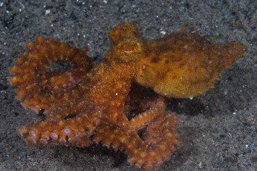 Starry Night Octopus (Octopus luteus) · iNaturalist