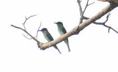 Merops viridis