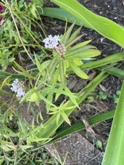 Asclepias perennis