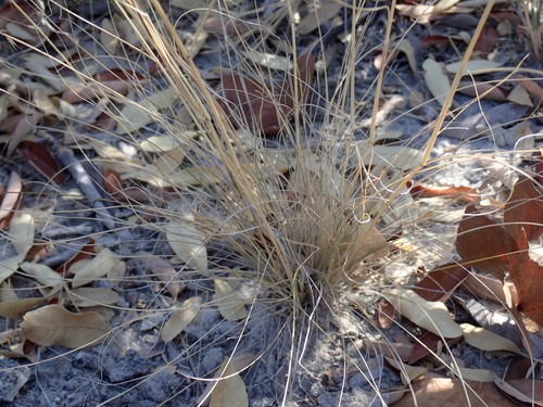 Stipagrostis uniplumis image