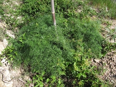 Ferula glauca