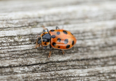 Hippodamia tredecimpunctata