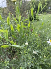 Boltonia asteroides
