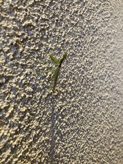 Stagmomantis limbata