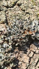 Pleurosticta acetabulum