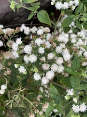 Magnoliopsida