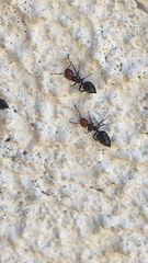 Crematogaster scutellaris