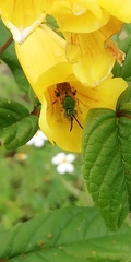 Paragapostemon coelestinus